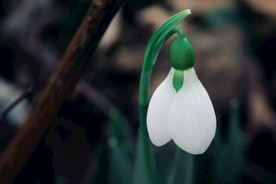 清新的雪花莲