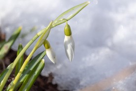 清新的雪花莲