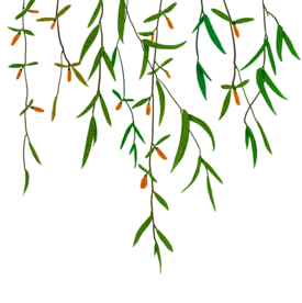 春天植物
