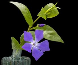 长春花