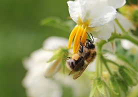 大黄蜂 胡蜂 黑尾胡蜂 马蜂