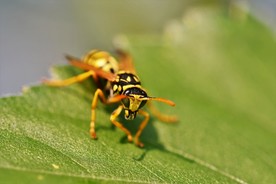 大黄蜂 胡蜂 黑尾胡蜂 马蜂