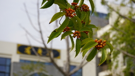 硕果