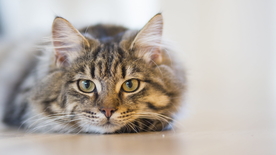 虎斑猫