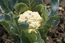 白色花菜 营养花菜 健康花菜