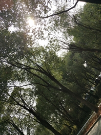 树中的阳光