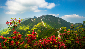 映山红