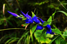 龙胆 三花龙胆 小清新 清新