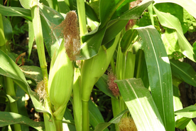 玉米地里的玉米特写