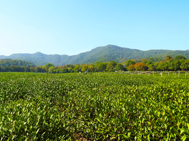 高山下的大片茶园图