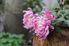 菊花