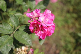 蜜蜂鲜花