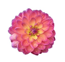 大丽花