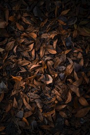 落叶背景纹理