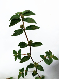 飞扬草