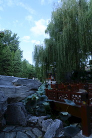 垂柳风景