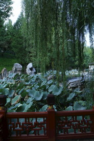 垂柳风景