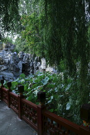 垂柳风景