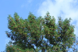 白蜡树