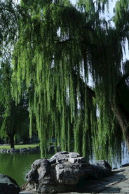 垂柳风景