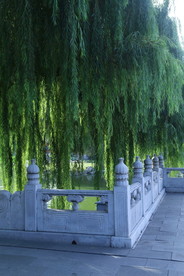 垂柳风景