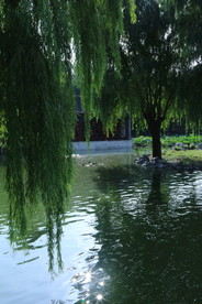 垂柳风景