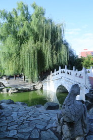 垂柳风景