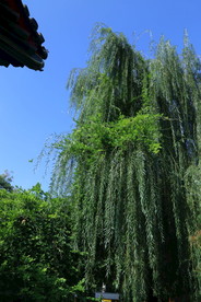 垂柳风景