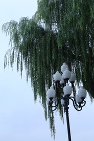 垂柳风景