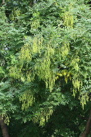 槐树豆