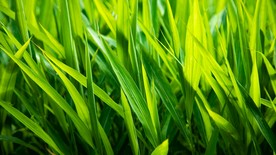 绿草