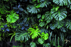 绿色植被摄影墙体装饰图