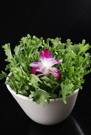 豫菜苦菜