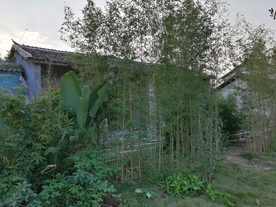 屋后的翠竹