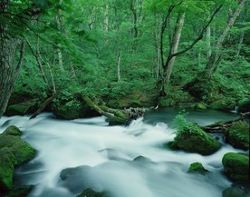 森林风景