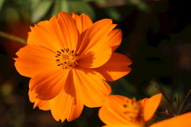 硫华菊