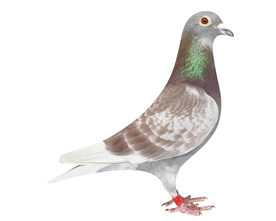 信鸽
