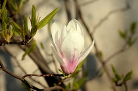 美丽的玉兰花