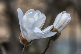 美丽的玉兰花