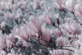 美丽的玉兰花