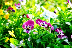 三色堇花