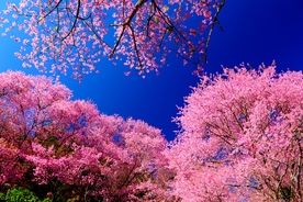 日本樱花