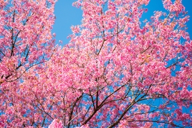日本樱花