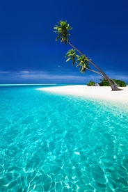 海滩棕榈椰树风景