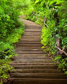 林荫小路