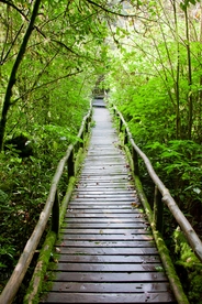 林荫小路