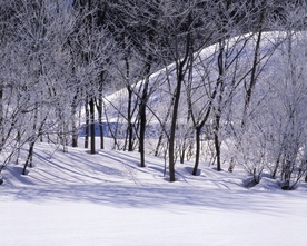 茫茫雪原的森林