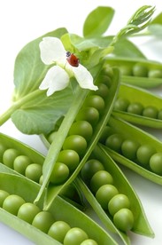 大豌豆绿豌豆