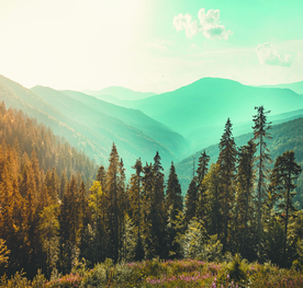 遥远的森林雾中山谷风景装饰画