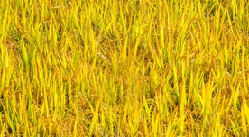 金灿灿的稻田